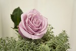 roses, emotion, the grass tomorrow good luck