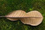 dry leaves, green porcelain, moss green