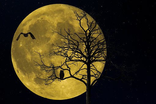 La Naturaleza, Paisaje, Árbol La Naturaleza, Paisaje, Árbol, Invierno