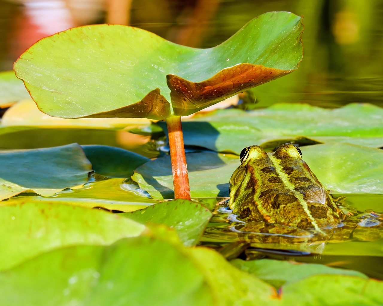 Frog - free online jigsaw puzzle photo