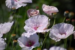 japan, natural, plant