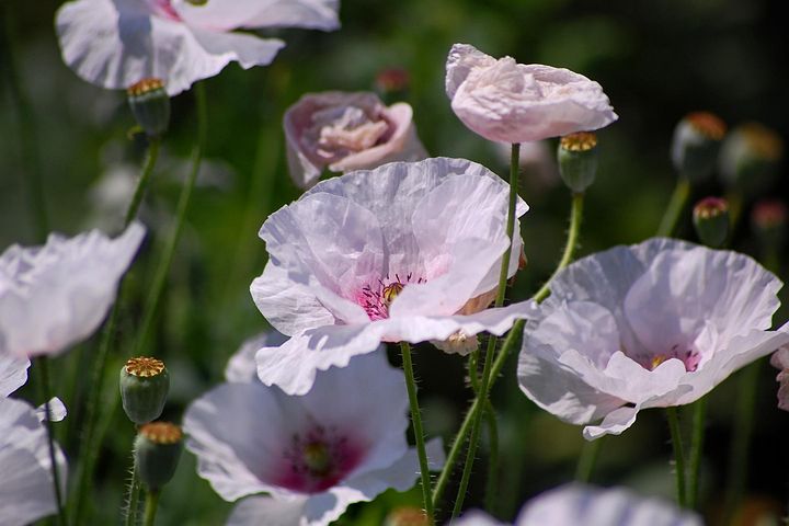 2 Free 雛芥子 Poppy Images Pixabay