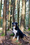wood, nature, tree