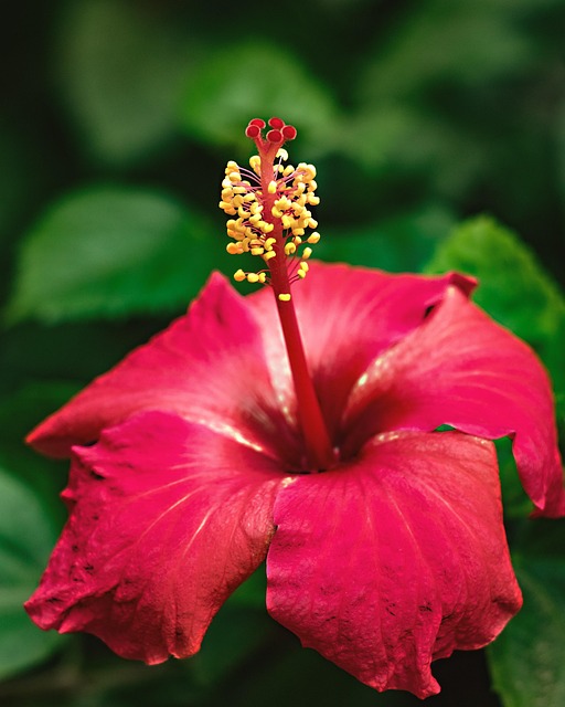 Free Flower Nature photo and picture