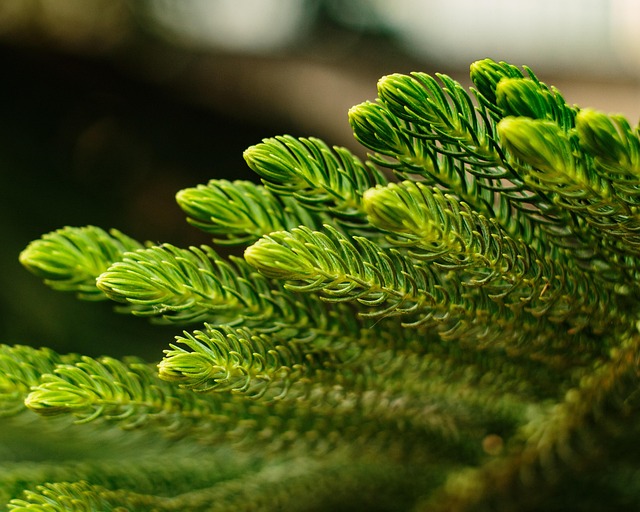 Free Nature Outdoors photo and picture