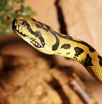 snake, reptile, python