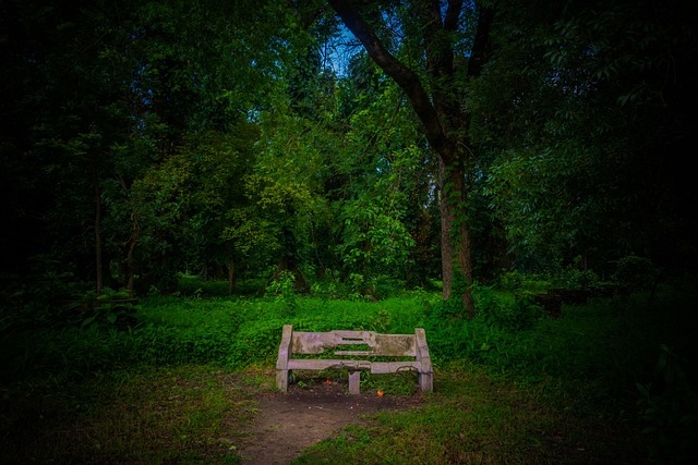 Baum, Holz, Natur, Gras, Bank, Draußen