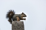 squirrel, mammal, rodent