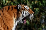 tiger, predator, yawn