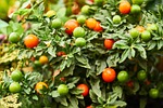 plant, garden, spring