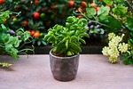 flower, plant, leaves