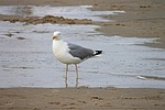 herring gull, beach, seevogel