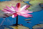 water lily, flower, aquatic plant