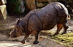 rhino, animal, animal world