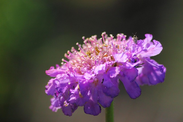 Free Flower Beautiful Flowers photo and picture