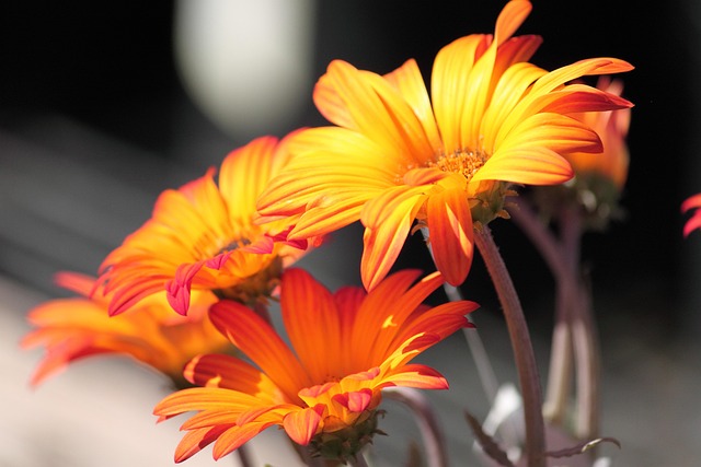Free Nature Flower photo and picture