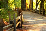 wood, fall, tree
