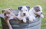 dog, canine, pet