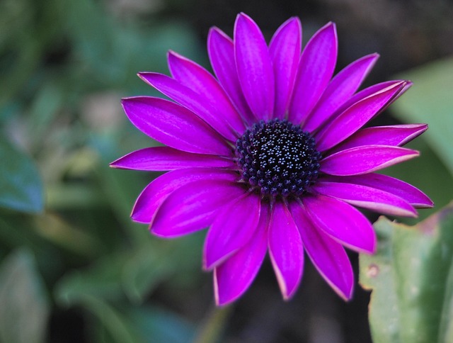 Blomst, Plante, Natur, Sommer, Kronblad
