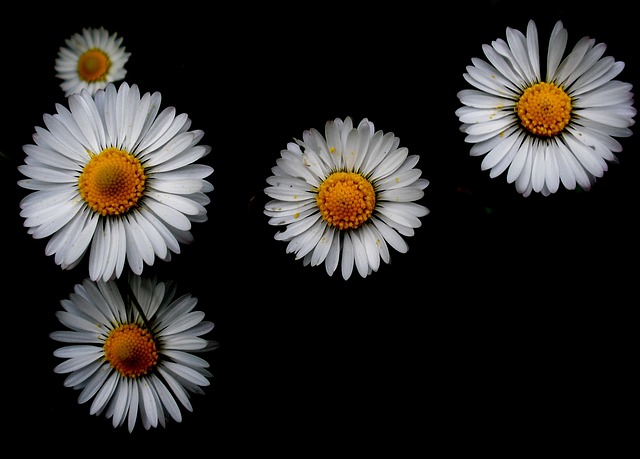 Natur, Blomst, Tapet, Hd Tapet, Levende