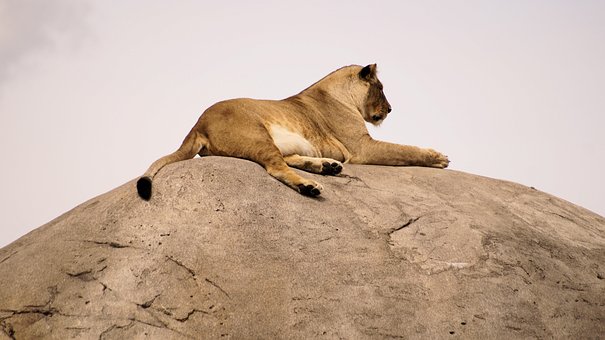 Free Nature Animal Kingdom photo and picture