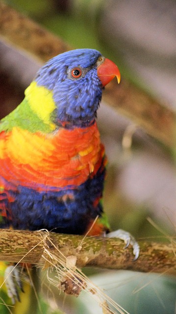 Free Nature Birds photo and picture