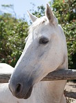 portrait of a white horse, head, face