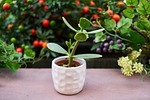 flower, plant, leaves