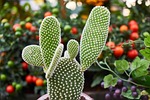 plant, flowerpot, oxygen