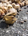 roselle, seed, dried