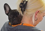 animals, dog, pet