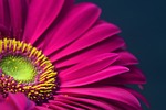gerbera, pink, blossom