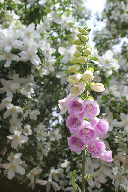Free Flower Flora photo and picture