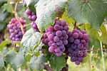 uva, fruit, vine