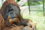 wildlife, animal, ape