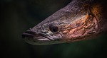 nature, fish, living nature