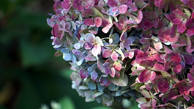 Free Nature Flower photo and picture