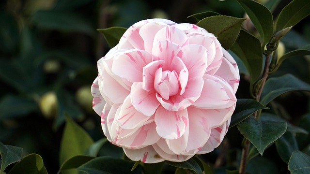 Free Flower Plant photo and picture