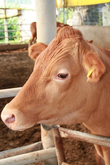 Free Farm Milk photo and picture
