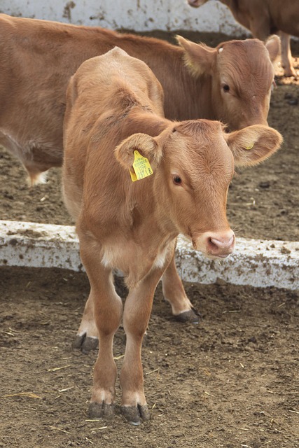 Free Boss Taurus Farm photo and picture