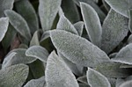 natural, leaf, plant