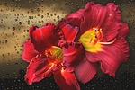 flower, nature, beautiful
