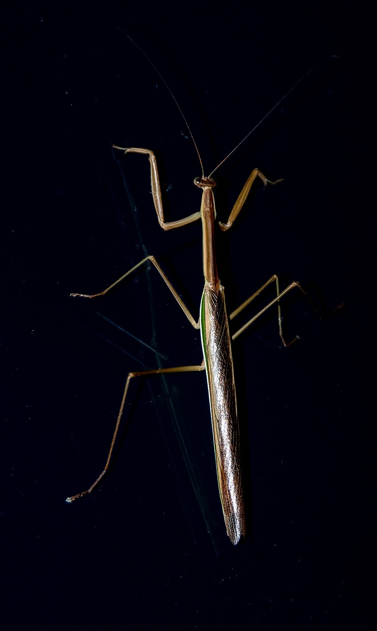 Mantis Insecto Mantis Religiosa Insecto - Foto gratis en Pixabay - Pixabay