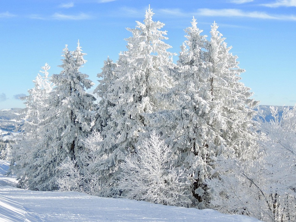 雪 冬 モミの木 - Pixabayの無料写真 - Pixabay