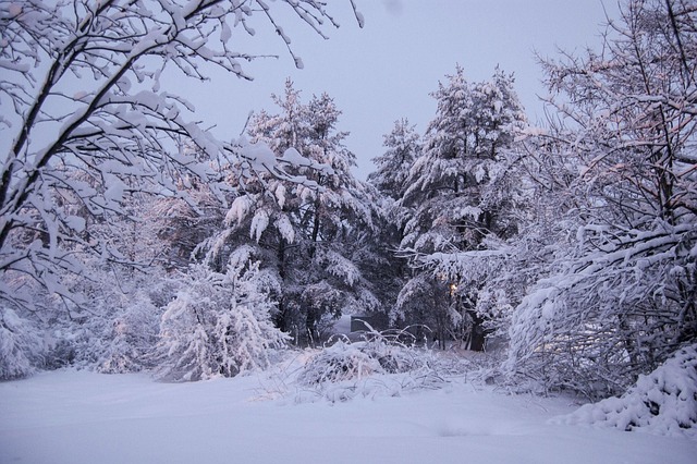 Free Winter Snow photo and picture
