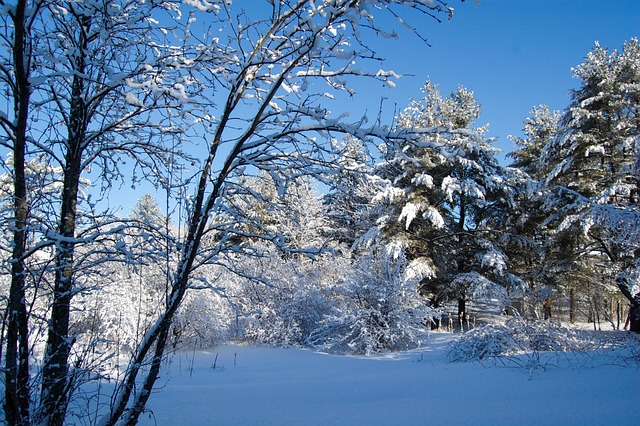 Free Winter Snow photo and picture
