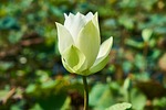 lotus, plant, flower