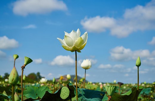 蓮, 工場, 花, 自然, 葉, 花びら, トロピカル, ホット, アジア