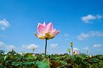 lotus, plant, flower