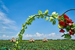farm, rural, nature
